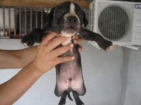 PuPPY 018.jpg